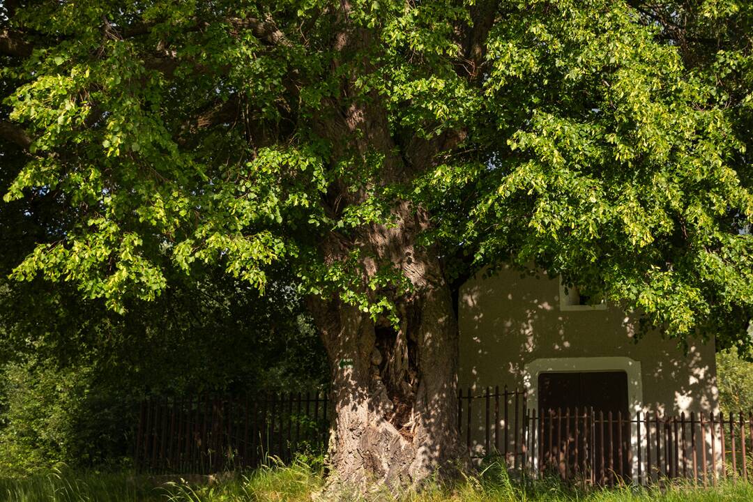 FOTO: Lipa svätej Juliany z Ordzovian bojuje v súťaži Strom roka 2024, foto 6