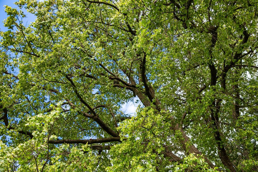 FOTO: Lipa svätej Juliany z Ordzovian bojuje v súťaži Strom roka 2024, foto 7