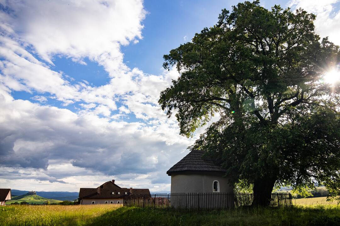 FOTO: Lipa svätej Juliany z Ordzovian bojuje v súťaži Strom roka 2024, foto 8