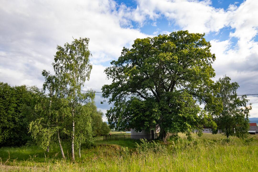 FOTO: Lipa svätej Juliany z Ordzovian bojuje v súťaži Strom roka 2024, foto 9