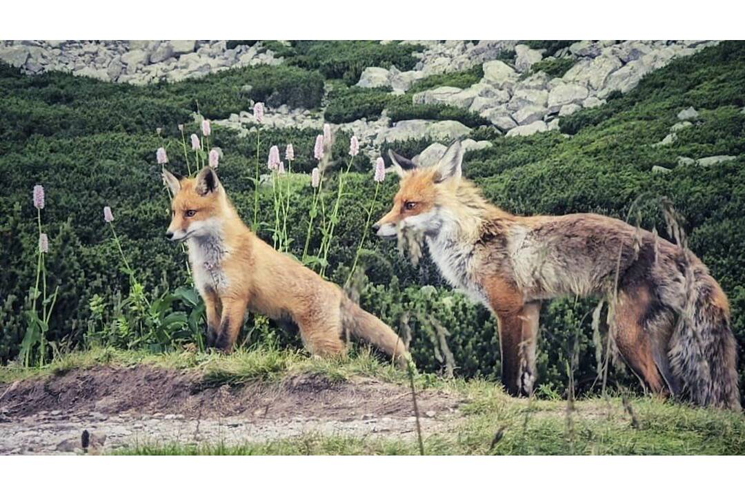 FOTO: Turistku prekvapila líščia rodina, foto 1