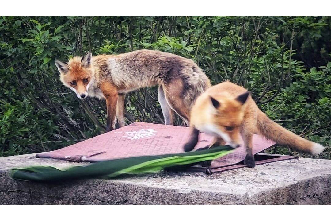 FOTO: Turistku prekvapila líščia rodina, foto 3