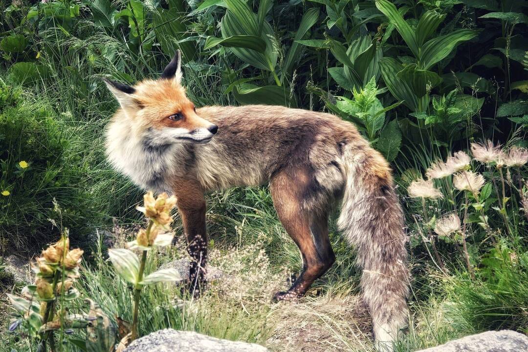 FOTO: Turistku prekvapila líščia rodina, foto 4