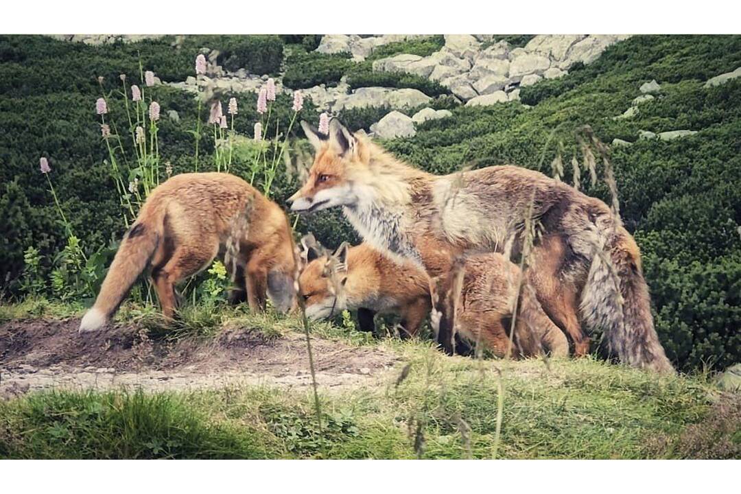 FOTO: Turistku prekvapila líščia rodina, foto 5