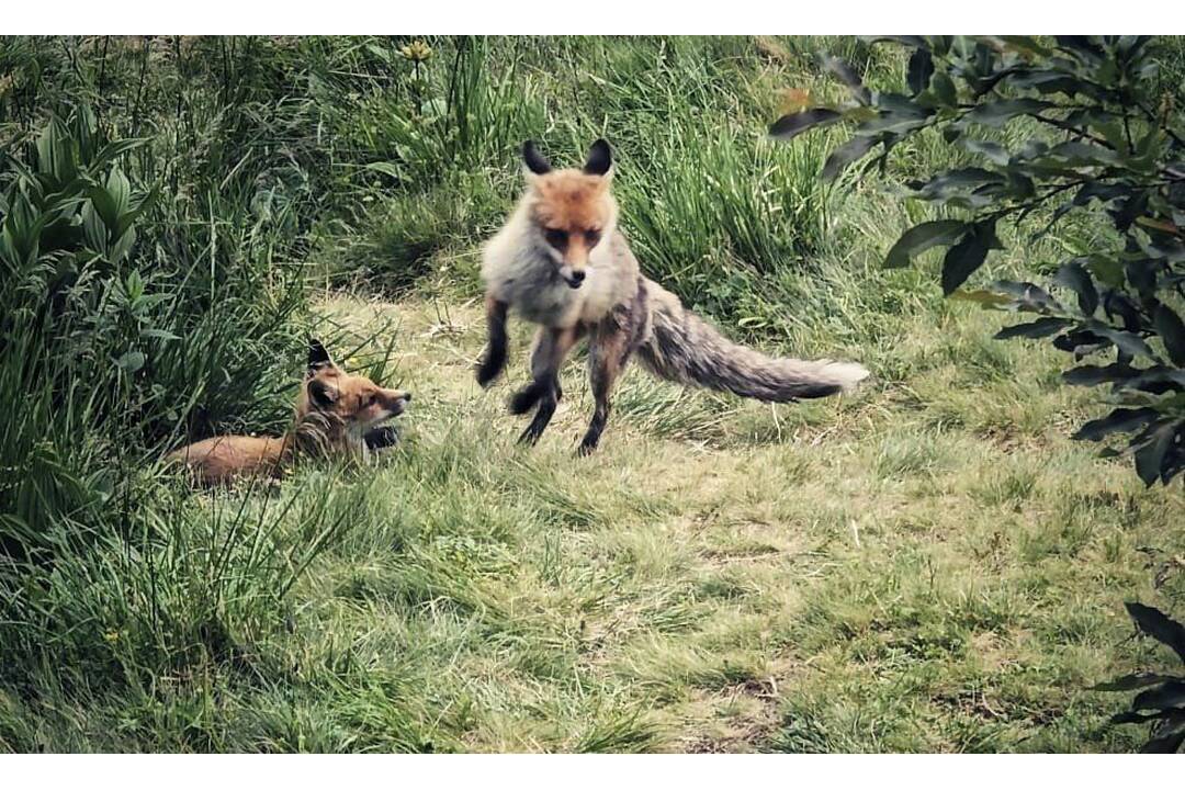 FOTO: Turistku prekvapila líščia rodina, foto 8