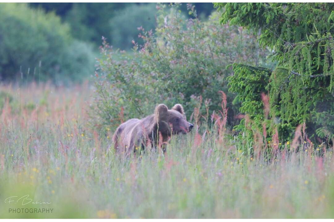 FOTO: Fotografie z tohtoročnej medvedej ruje, foto 1
