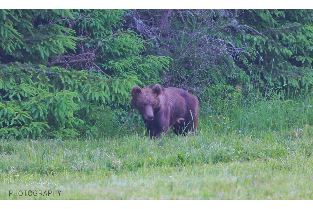 FOTO: Fotografie z tohtoročnej medvedej ruje, foto 2