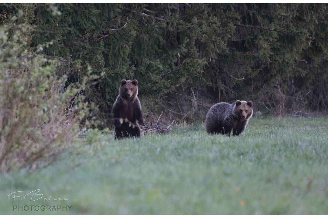 FOTO: Fotografie z tohtoročnej medvedej ruje, foto 3