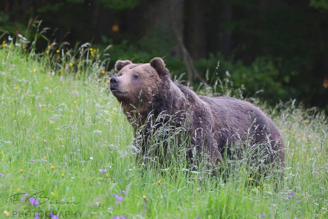 FOTO: Fotografie z tohtoročnej medvedej ruje, foto 4