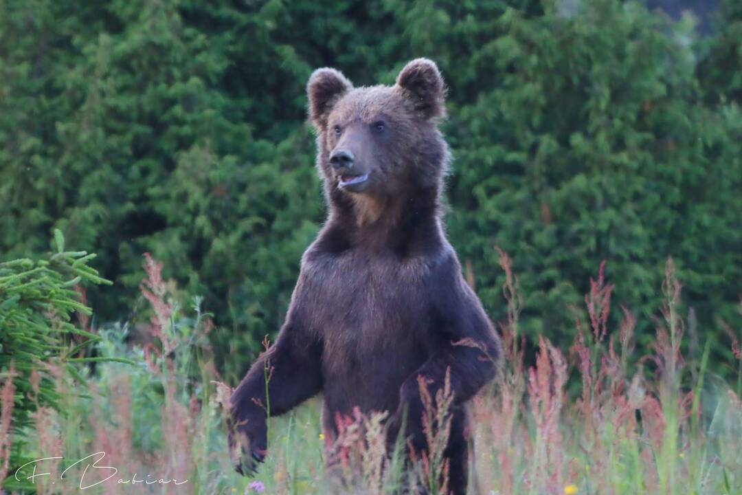 FOTO: Fotografie z tohtoročnej medvedej ruje, foto 5