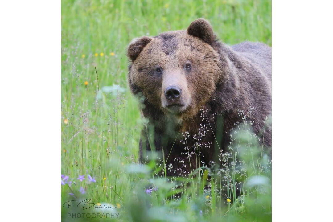 FOTO: Fotografie z tohtoročnej medvedej ruje, foto 6