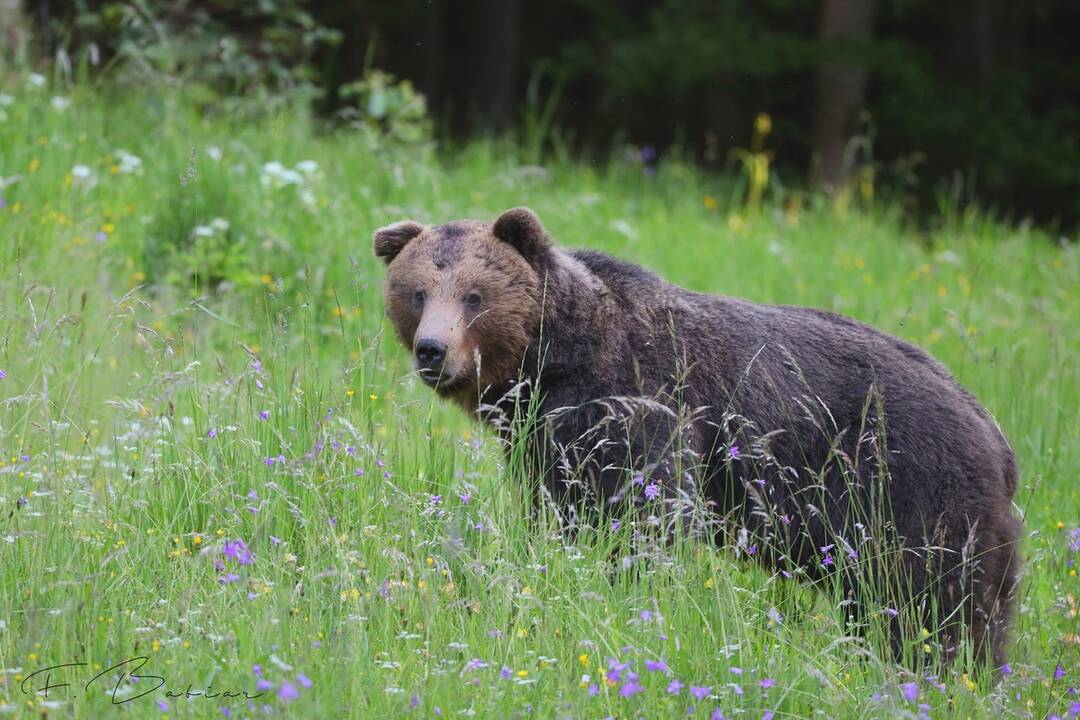 FOTO: Fotografie z tohtoročnej medvedej ruje, foto 7