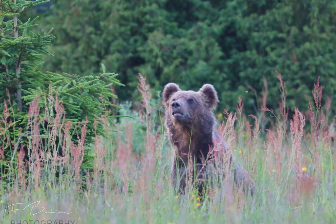 FOTO: Fotografie z tohtoročnej medvedej ruje, foto 8