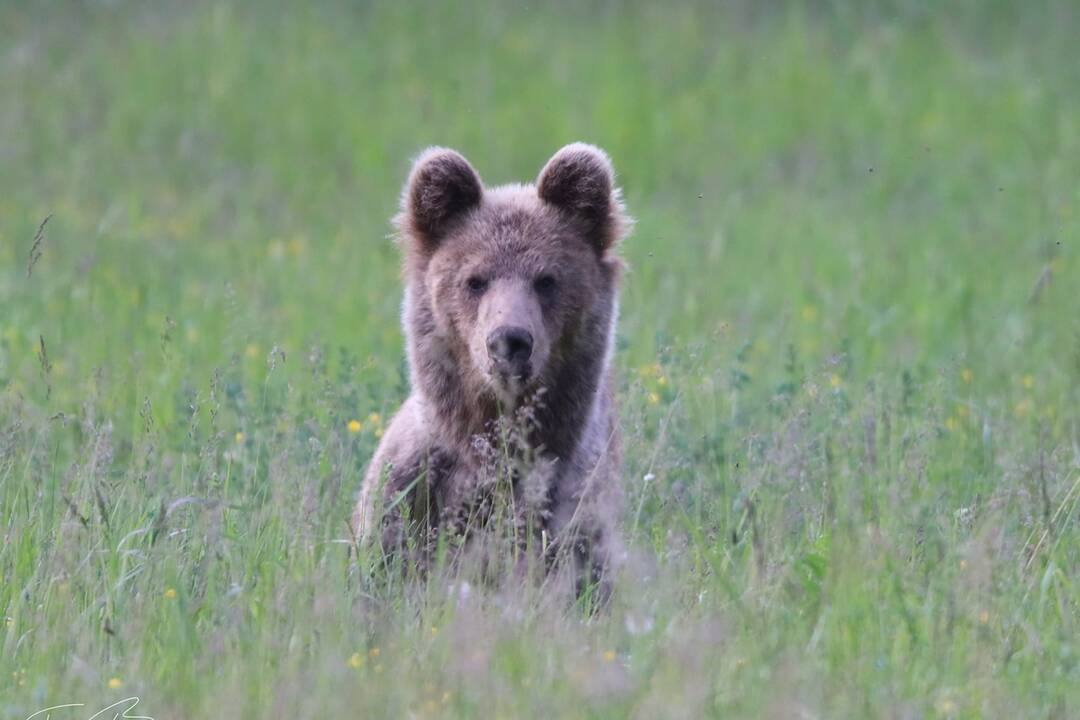 FOTO: Fotografie z tohtoročnej medvedej ruje, foto 9