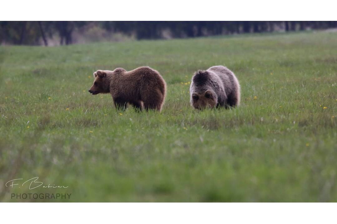 FOTO: Fotografie z tohtoročnej medvedej ruje, foto 10