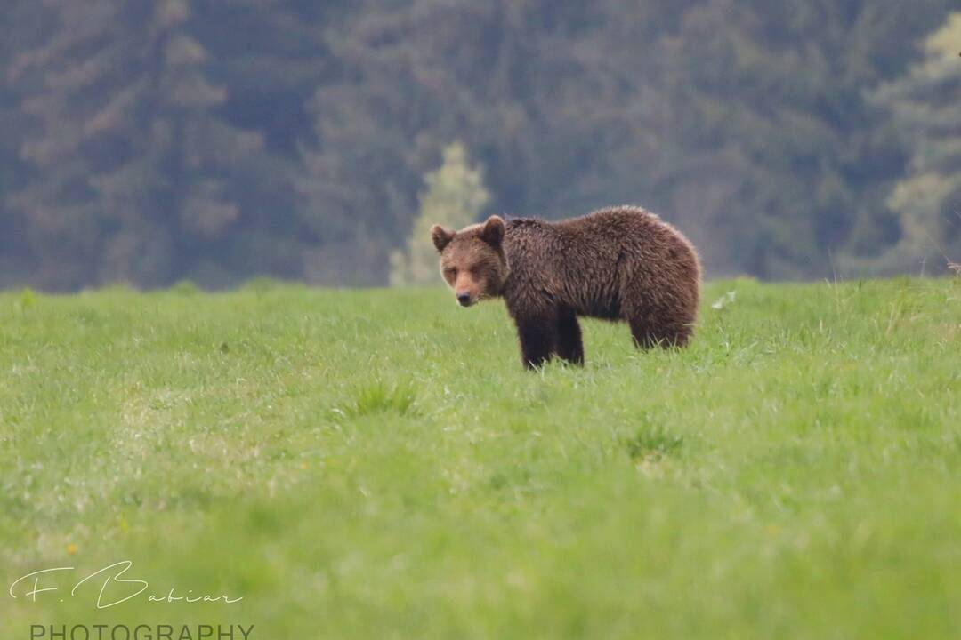 FOTO: Fotografie z tohtoročnej medvedej ruje, foto 11