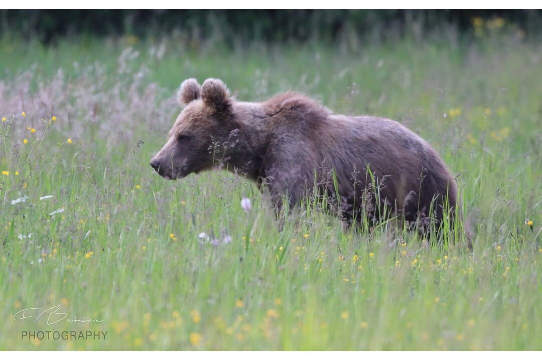 FOTO: Fotografie z tohtoročnej medvedej ruje, foto 12