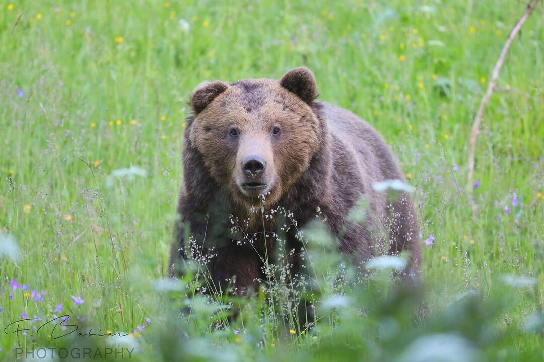 FOTO: Fotografie z tohtoročnej medvedej ruje, foto 13