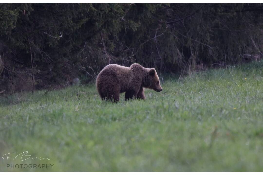 FOTO: Fotografie z tohtoročnej medvedej ruje, foto 14