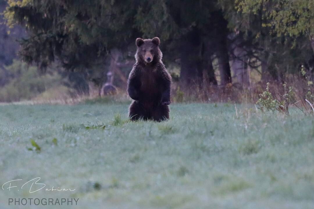 FOTO: Fotografie z tohtoročnej medvedej ruje, foto 15