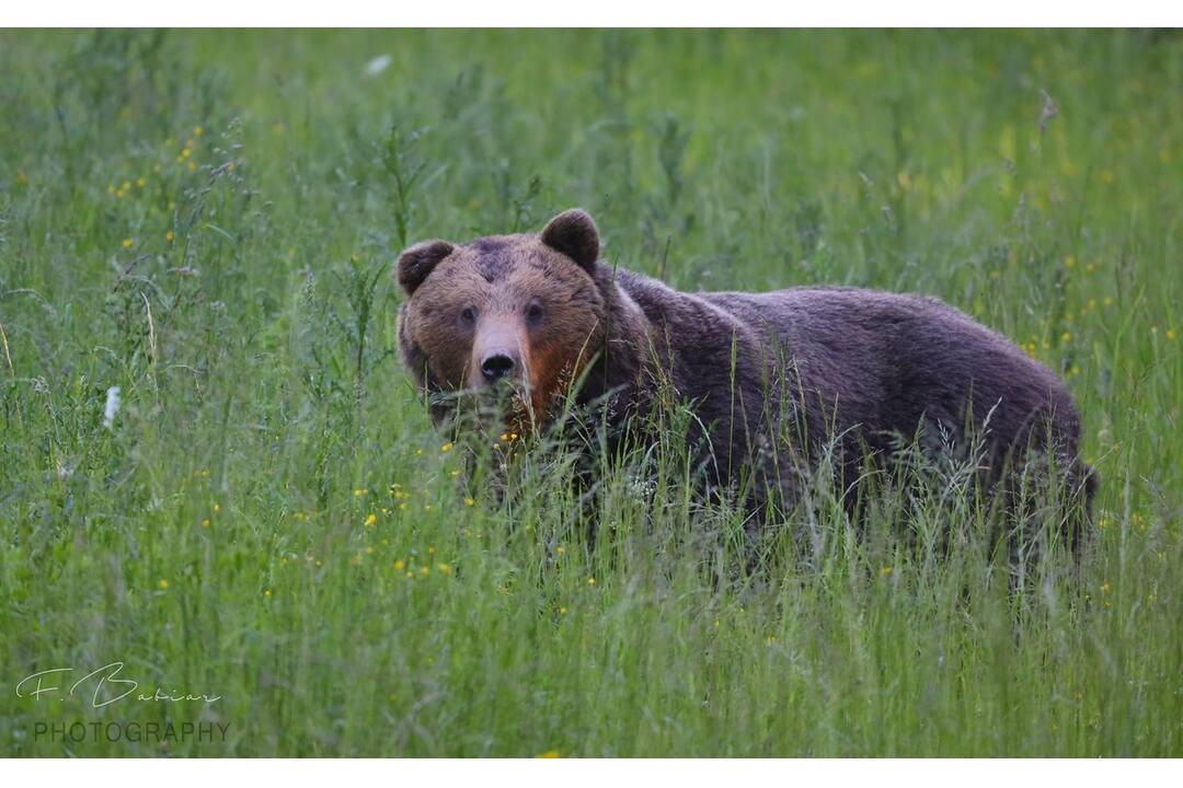 FOTO: Fotografie z tohtoročnej medvedej ruje, foto 16