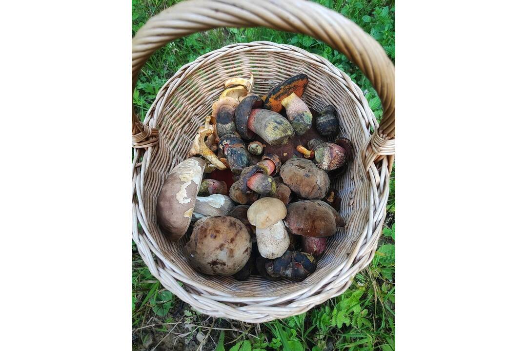 FOTO: Hubári sa chvália plnými košíkmi, foto 12