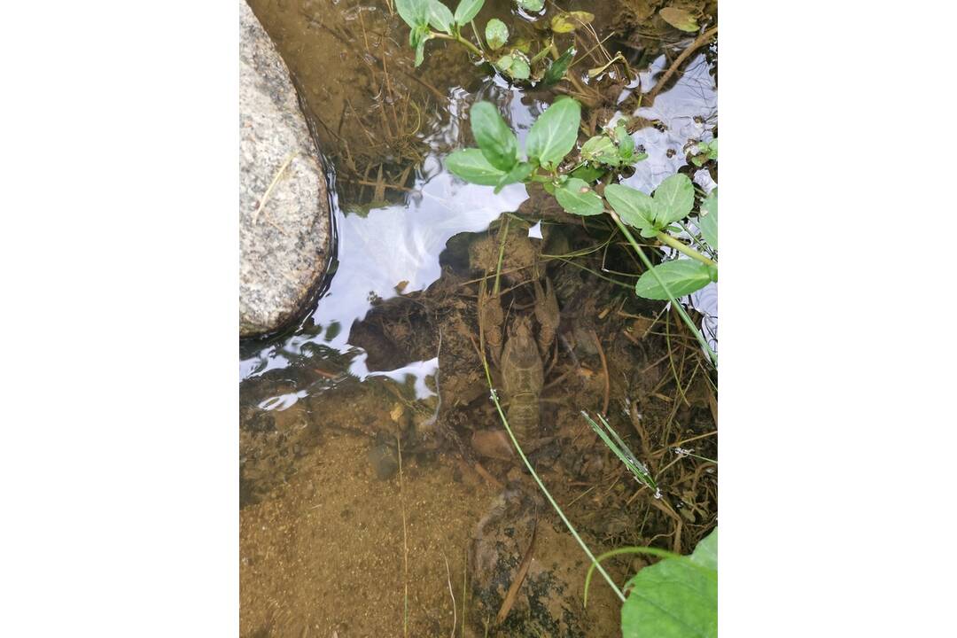 FOTO: V Tatranskej Lomnici sa nachádzali stovky rakov, foto 1