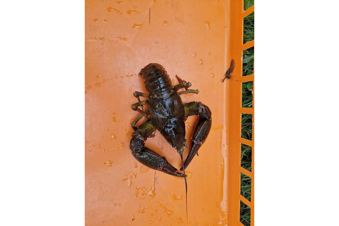 FOTO: V Tatranskej Lomnici sa nachádzali stovky rakov, foto 2