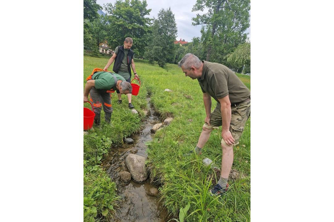FOTO: V Tatranskej Lomnici sa nachádzali stovky rakov, foto 3