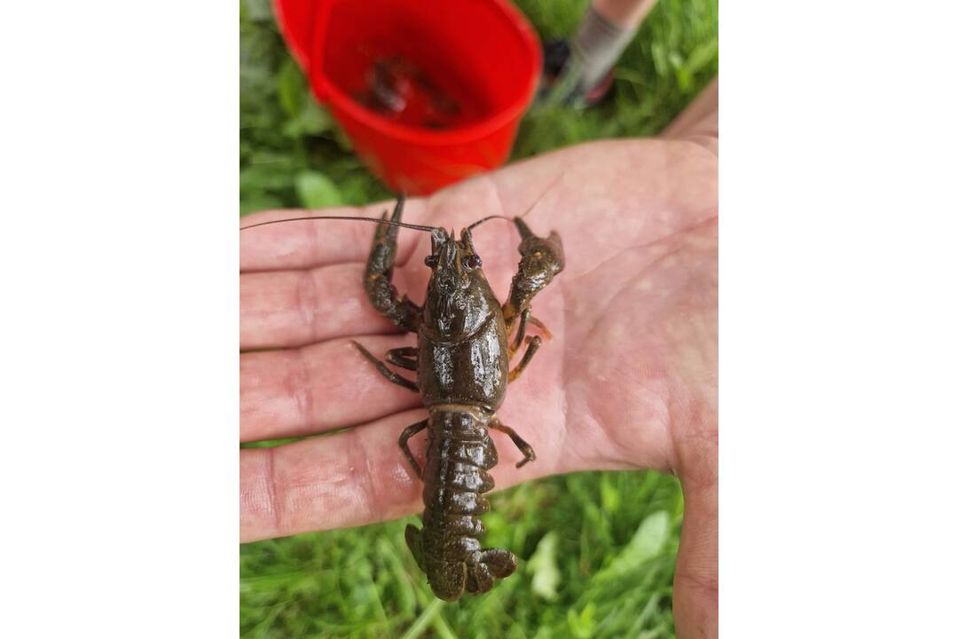 FOTO: V Tatranskej Lomnici sa nachádzali stovky rakov, foto 4