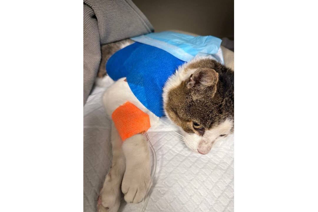 FOTO: V Mlynici niekto strieľa po zvieratách šípy, foto 4