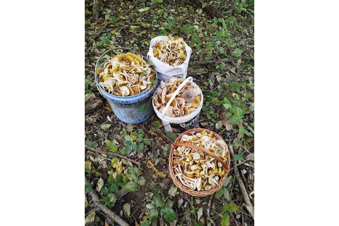 FOTO: Huby v Prešovskom kraji, foto 1