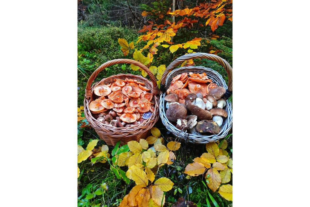 FOTO: Huby v Prešovskom kraji, foto 13