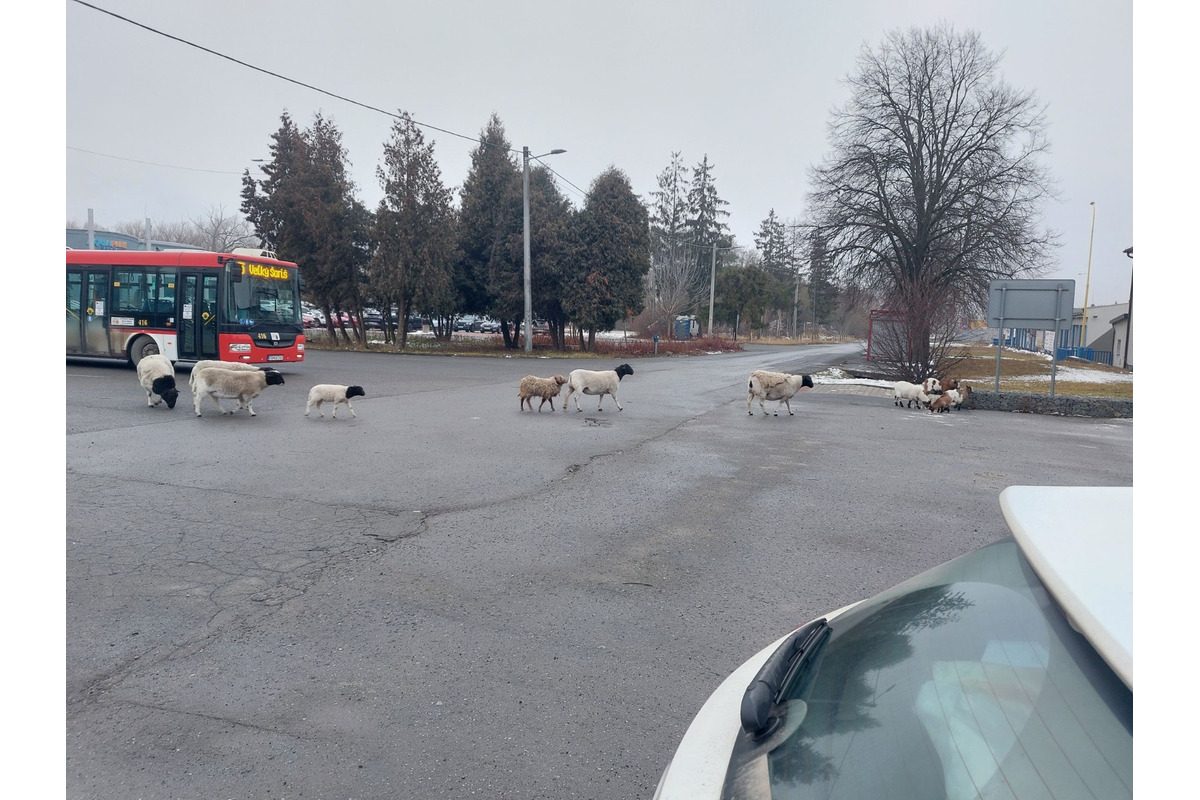 FOTO: Na Delni sa pohybovalo stádo oviec, foto 1