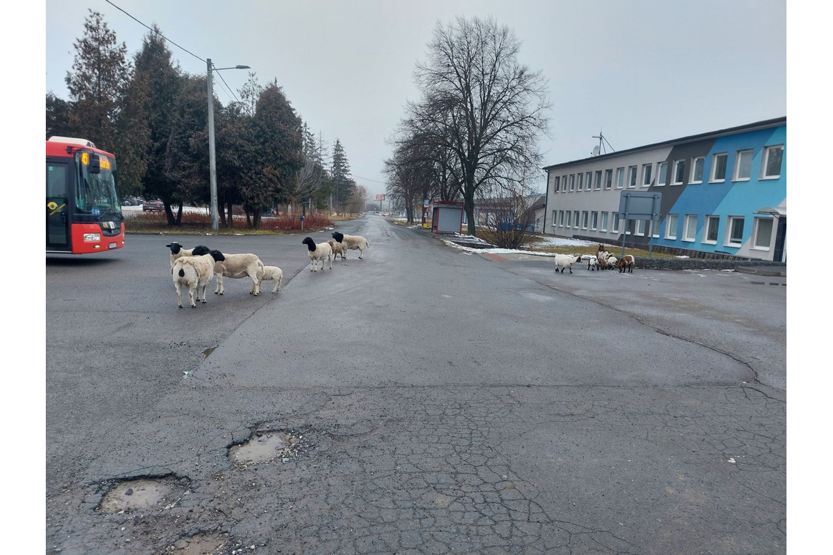 FOTO: Na Delni sa pohybovalo stádo oviec, foto 3