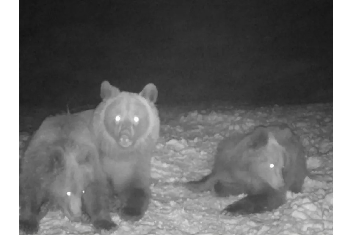 FOTO: Aj v okrese Medzilaborce sú medvede počas zimy aktívne, foto 1
