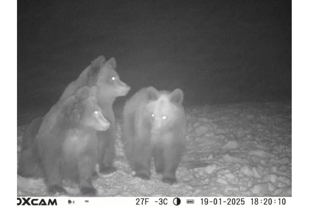 FOTO: Aj v okrese Medzilaborce sú medvede počas zimy aktívne, foto 2