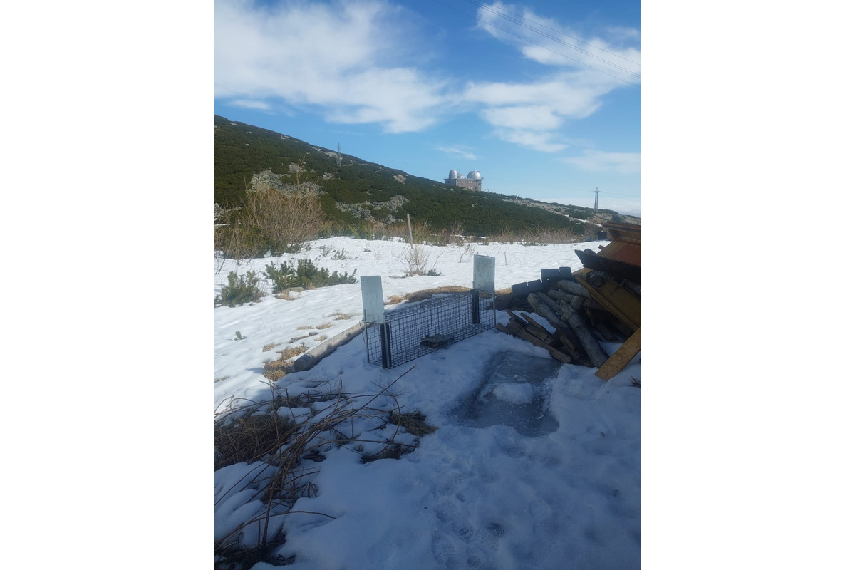 FOTO: V Tatrách prebieha odchyt líšok. Strácajú plachosť a ohrozujú vzácne svište, foto 1