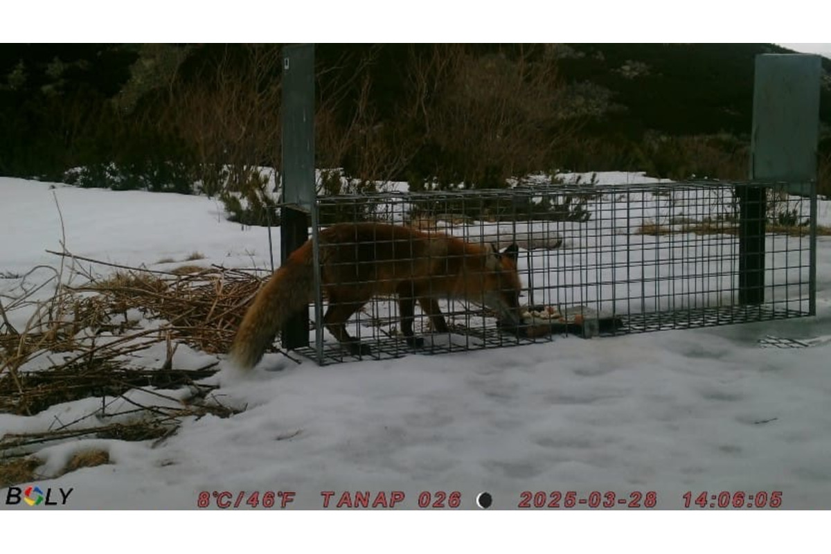FOTO: V Tatrách prebieha odchyt líšok. Strácajú plachosť a ohrozujú vzácne svište, foto 2