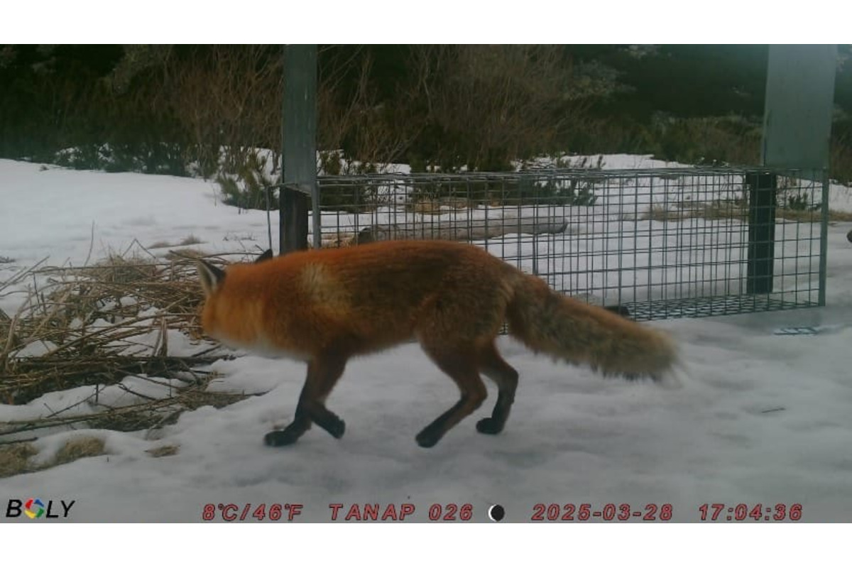 FOTO: V Tatrách prebieha odchyt líšok. Strácajú plachosť a ohrozujú vzácne svište, foto 3