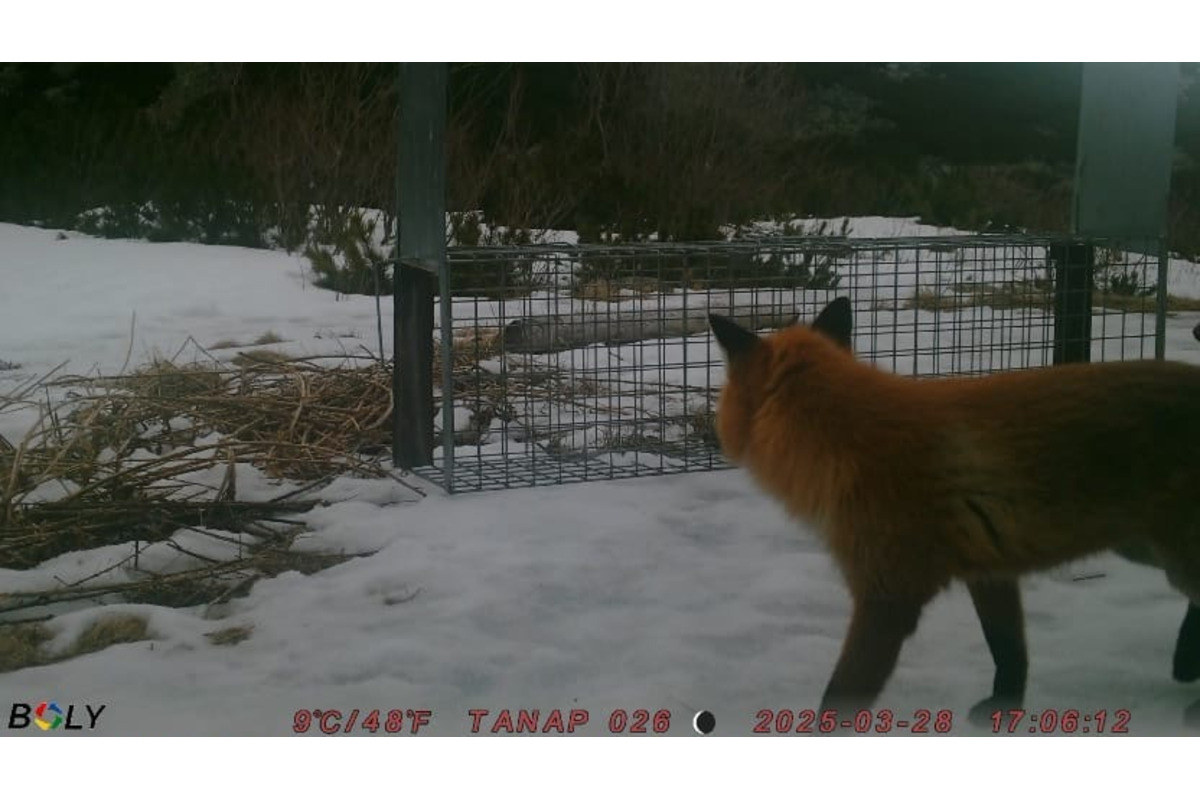 FOTO: V Tatrách prebieha odchyt líšok. Strácajú plachosť a ohrozujú vzácne svište, foto 4