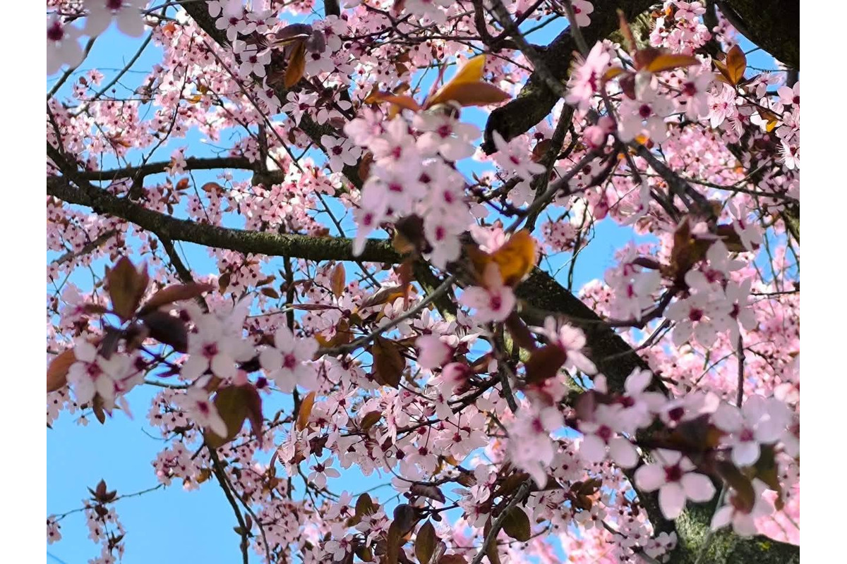 FOTO: Gorkého v Prešove zakvitla do ružova. Stromy očarili celé mesto, foto 1