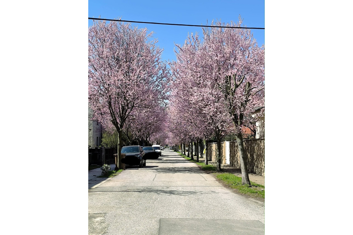 FOTO: Gorkého v Prešove zakvitla do ružova. Stromy očarili celé mesto, foto 5