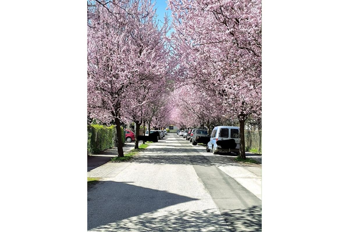 FOTO: Gorkého v Prešove zakvitla do ružova. Stromy očarili celé mesto, foto 6