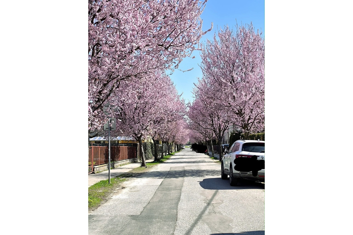 FOTO: Gorkého v Prešove zakvitla do ružova. Stromy očarili celé mesto, foto 8