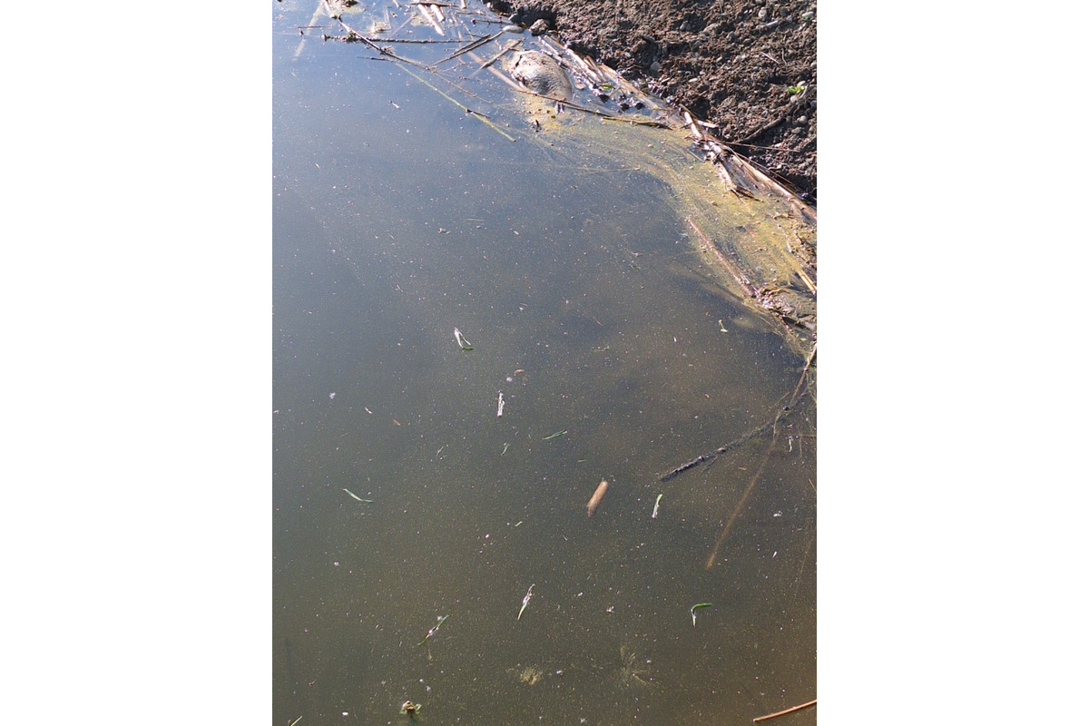 FOTO: Návštevu jazier vo Veľkom Šariši pokazil pohľad na mŕtve ryby, foto 2