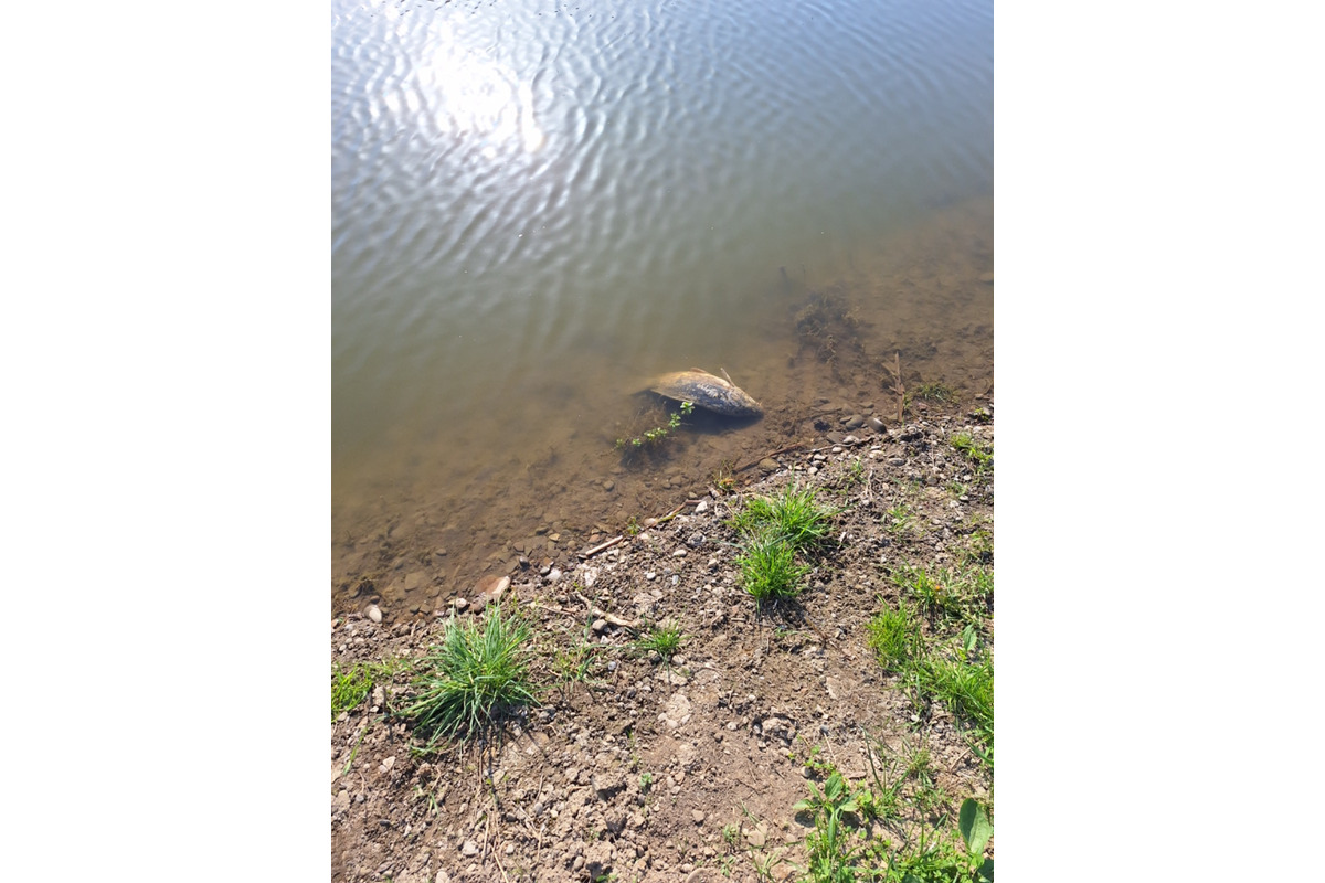 FOTO: Návštevu jazier vo Veľkom Šariši pokazil pohľad na mŕtve ryby, foto 3