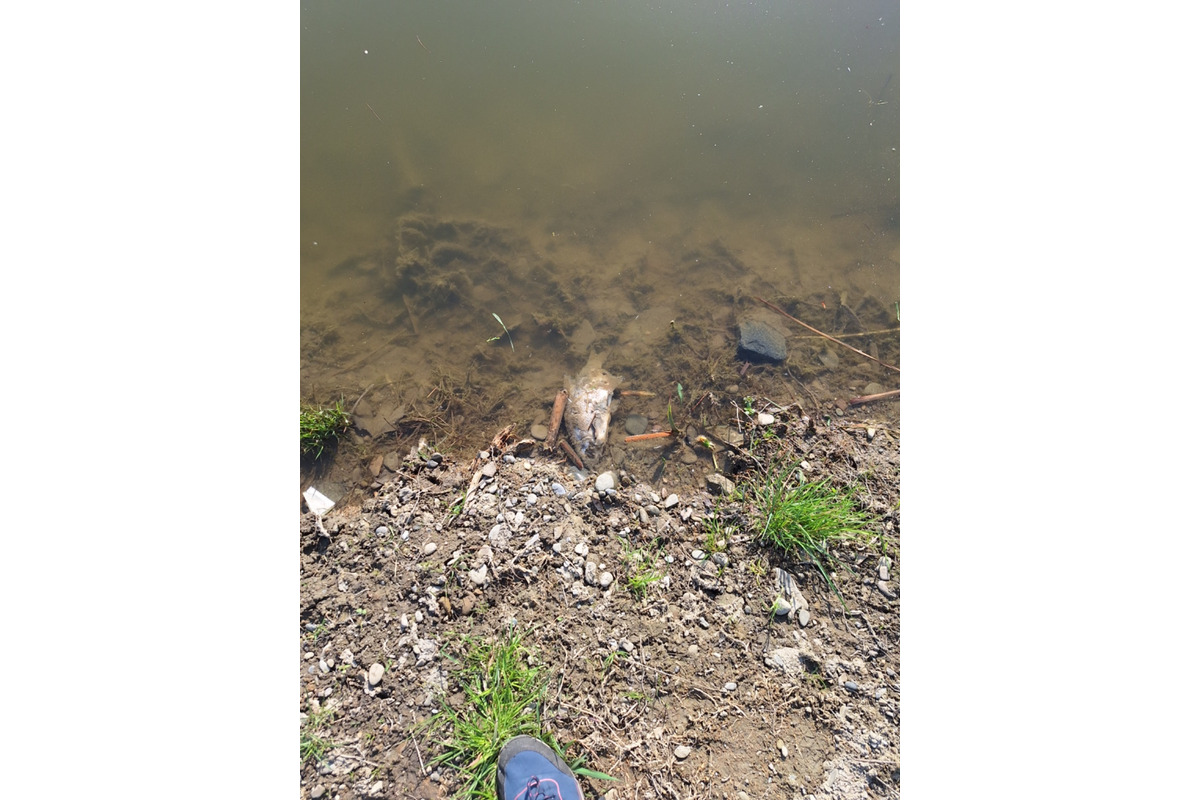 FOTO: Návštevu jazier vo Veľkom Šariši pokazil pohľad na mŕtve ryby, foto 4