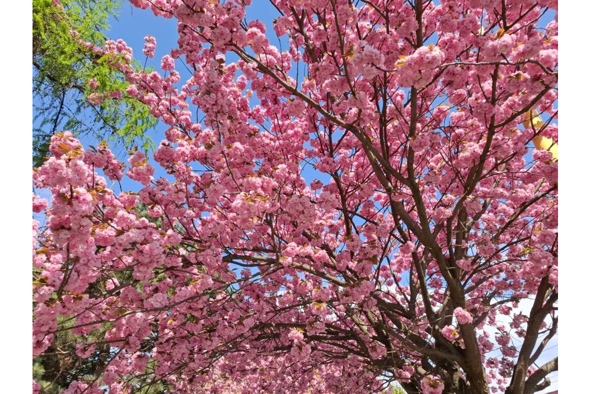 FOTO: Sakury v Prešove rozkvitli, no niektorým chýba farba spomienok, foto 2