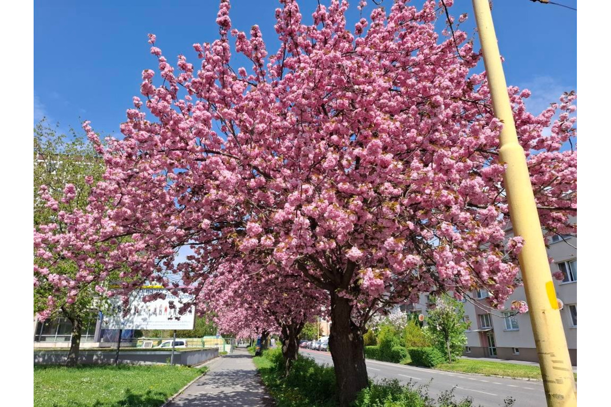 FOTO: Sakury v Prešove rozkvitli, no niektorým chýba farba spomienok, foto 4
